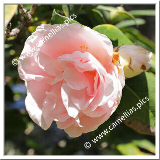 Camellia Japonica 'Elsie Ruth Marshall'