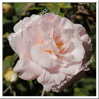 Camellia Japonica 'Elsie Ruth Marshall'