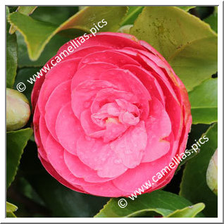 Camellia Japonica 'Emeric Halasz'