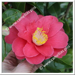 Camellia Japonica 'Emile Gallé'