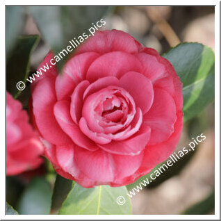 Camellia Japonica 'Emilio Bandiera'