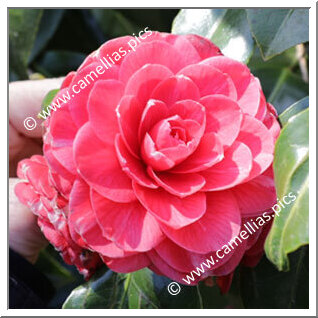 Camellia Japonica 'Emilio Bono'