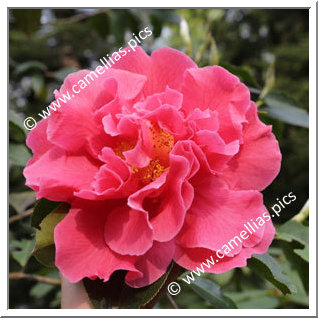 Camellia Reticulata 'Emma Gaeta'