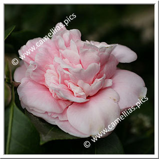 Camellia Japonica 'Emma (Nuccio)'