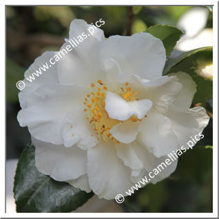Camellia Japonica 'Emmett Barnes'