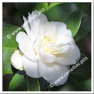 Camellia Japonica 'Emmett Barnes'