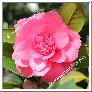 Camellia Hybride 'Emperor '