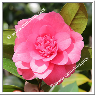 Camellia Hybrid 'Emperor '