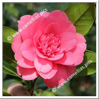 Camellia Hybride 'Emperor '