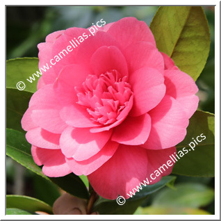 Camellia Hybride 'Emperor '