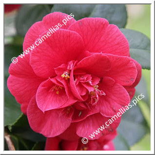 Camellia Japonica 'Emperor of Russia'