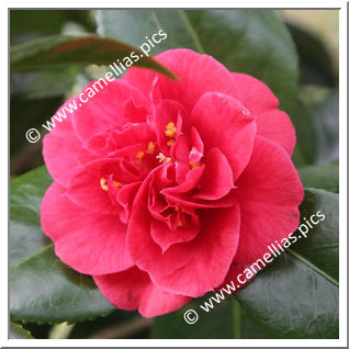 Camellia Japonica 'Emperor of Russia'