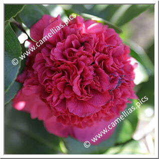 Camellia Japonica 'Emperor (US)'