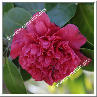 Camellia Japonica 'Emperor (US)'