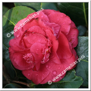 Camellia Hybrid C.x williamsii 'Empire Rose'