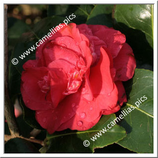 Camellia Hybrid C.x williamsii 'Empire Rose'