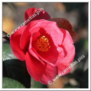 Camellia Japonica 'Les Enfants Nantais'