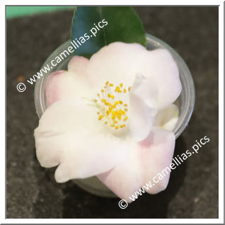 Camellia Hybrid 'Captured Enriches'