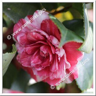 Camellia Japonica 'Enrichetta Ulrich'