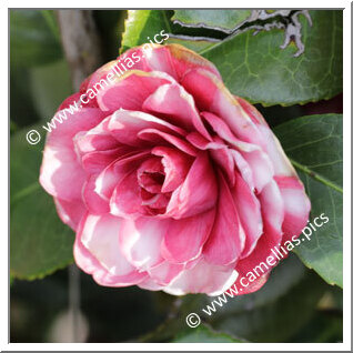 Camellia Japonica 'Enrichetta Ulrich'