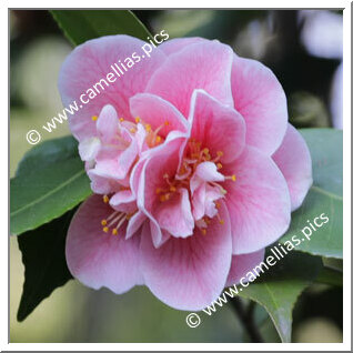 Camellia Japonica 'Enzo Cattolica'