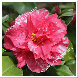 Camellia Japonica 'Epitome'
