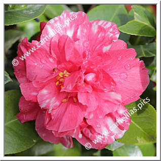 Camellia Japonica 'Epitome'