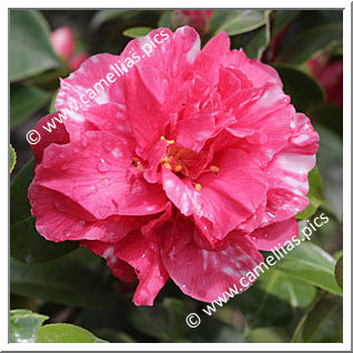 Camellia Japonica 'Epitome'