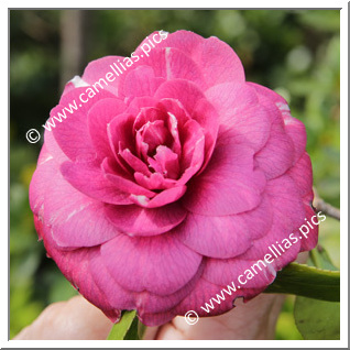 Camellia Japonica 'Erebo'