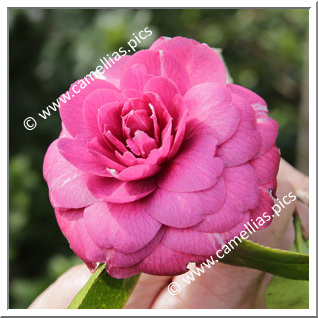 Camellia Japonica 'Erebo'