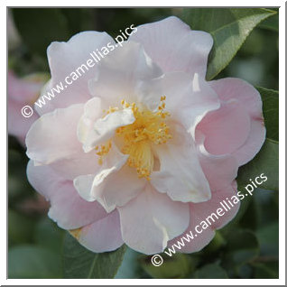 Camellia Japonica 'Erin Farmer'
