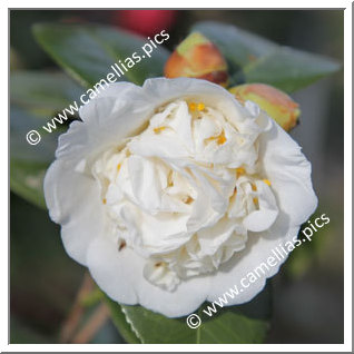 Camellia Japonica 'Erminia Sevesi'