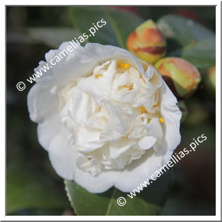 Camellia Japonica 'Erminia Sevesi'