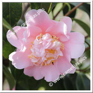 Camellia Hybrid 'Esme Spence'