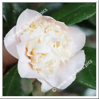 Camellia Hybride 'Esme Spence'