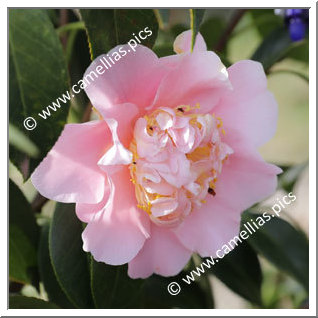 Camellia Hybride 'Esme Spence'