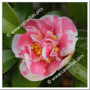 Camellia Japonica 'Etenraku'