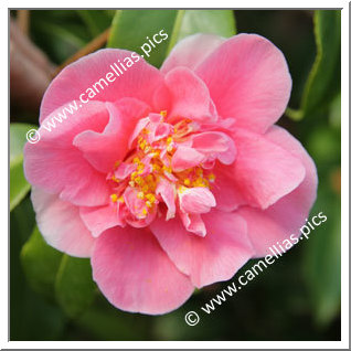 Camellia Japonica 'Etenraku'