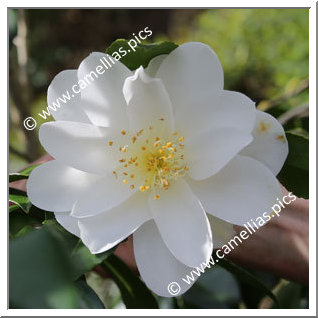 Camellia Japonica 'Etoile de la mer '