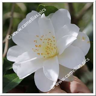 Camellia Japonica 'Etoile de la mer '