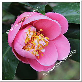 Camellia Hybrid 'Etsu-botan'