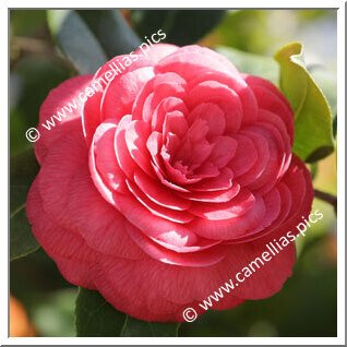Camellia Japonica 'Eugenia Parlatore'
