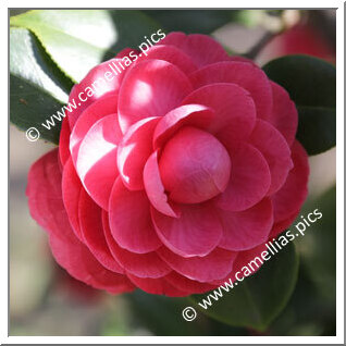 Camellia Japonica 'Eugenia Parlatore'