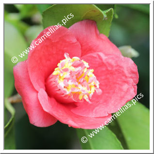 Camellia Japonica 'Europa'