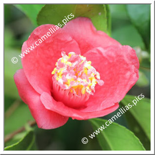 Camellia Japonica 'Europa'