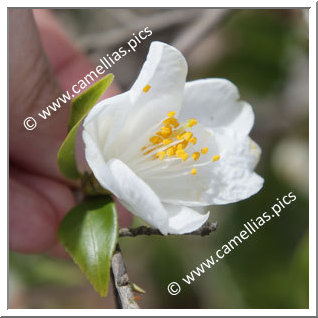 Camellia Botanique 'C. euryoïdes'