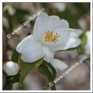 Camellia Species 'C. euryoïdes'
