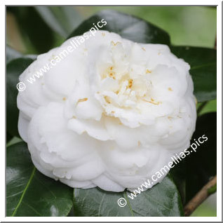 Camellia Japonica 'Euterpe (Fiaes)'