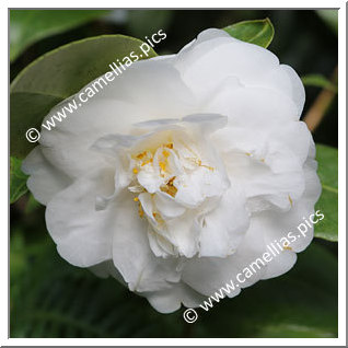 Camellia Japonica 'Excelsa'