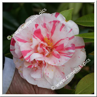 Camellia Japonica 'Extravaganza'